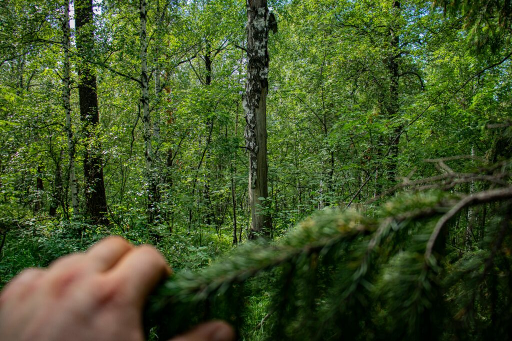 tree preservation order